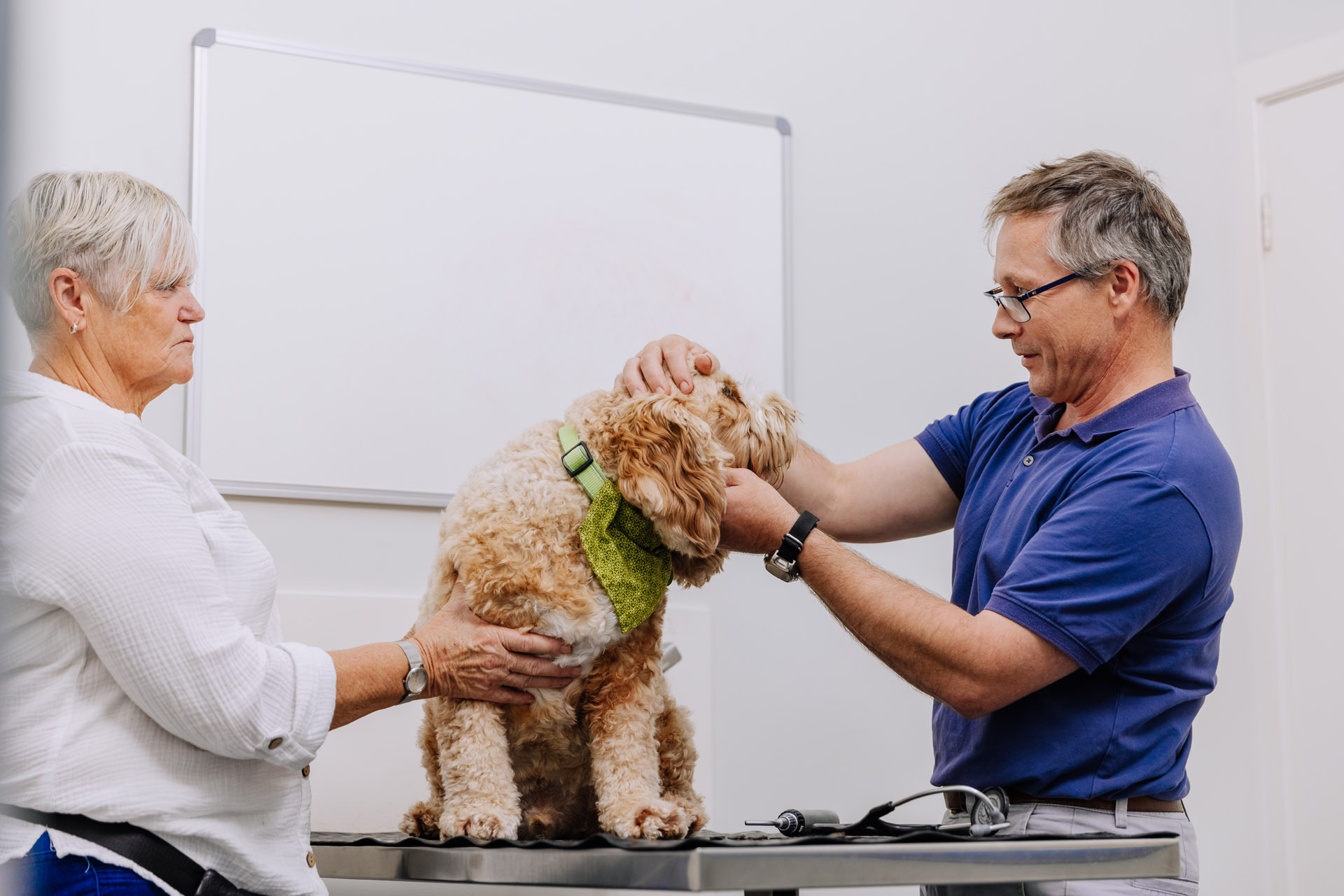 Pet Dental Care in Coffs Harbour. Call (02) 6656 4024