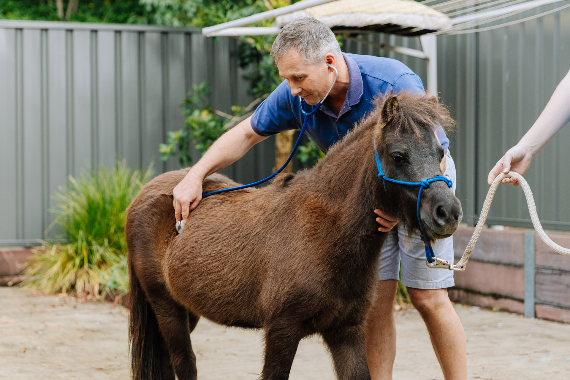 Large Animal Vet Services in Coffs Harbour. Call (02) 6656 4024